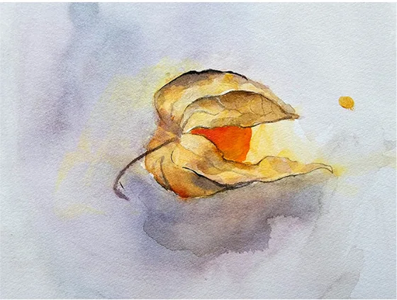 An open physalis husk