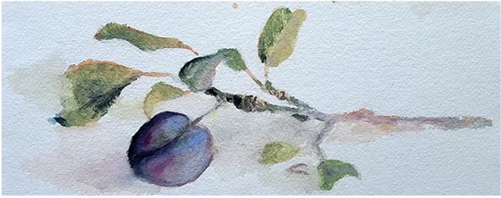 A plum on a leafy branch