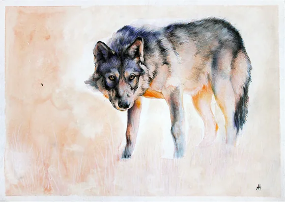 A grey wolf standing, facing the viewer