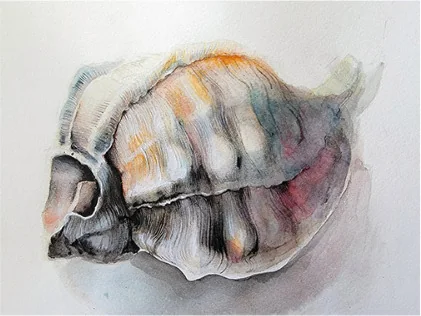 A spiral shell with orange markings