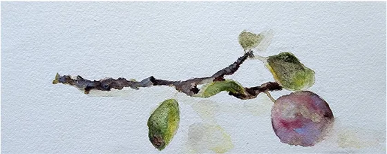 A branch with small plums and leaves