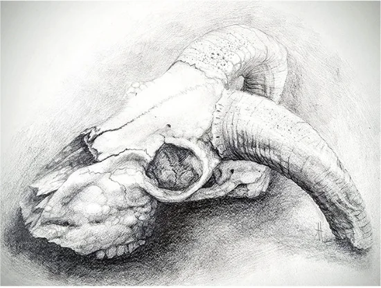 A ram skull with curled horns