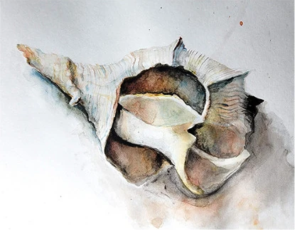 A whelk shell
