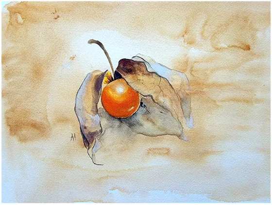 A physalis in its husk on a warm ground