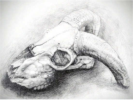 A ram skull with curled horns