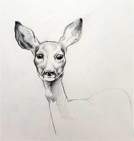 A deer's head with large ears facing forward