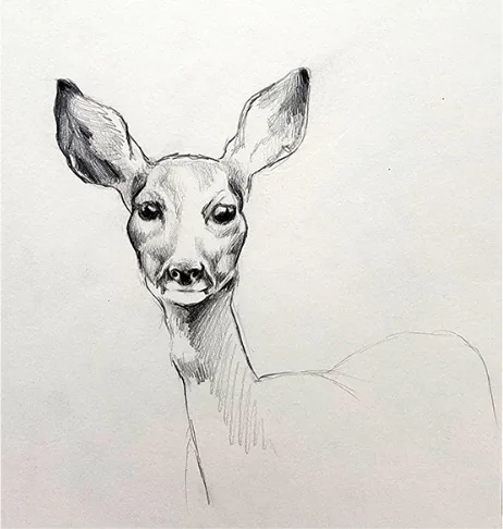 A deer's head with large ears facing forward