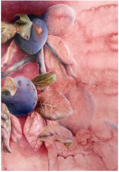 Plums and leaves on a pink washed ground