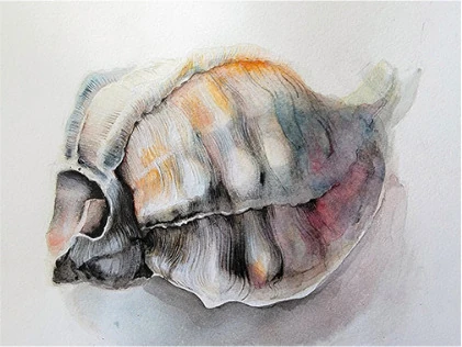 A spiral shell with orange markings