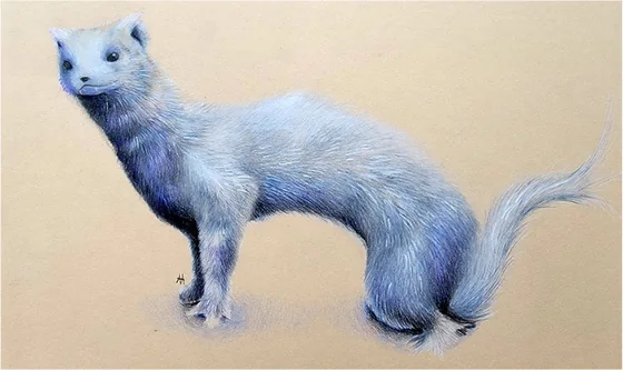 A white stoat on toned paper