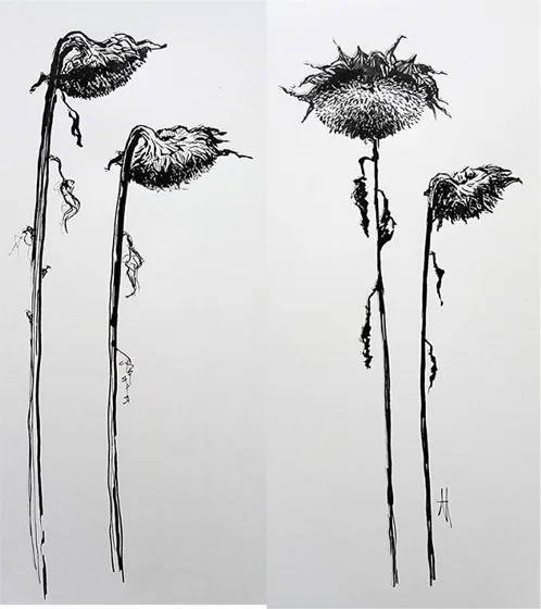 Dried sunflowers on tall stems, in two panels