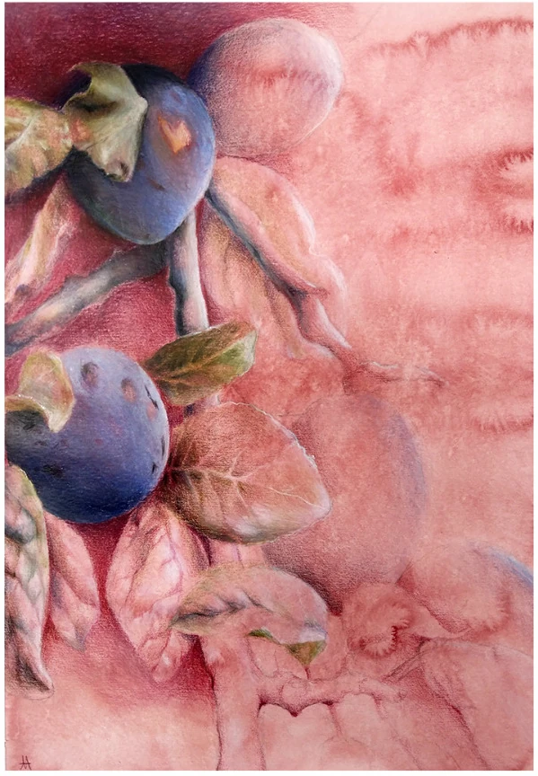 Plums and leaves on a pink washed ground
