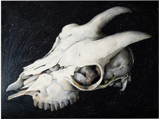 A horned animal skull on a black ground